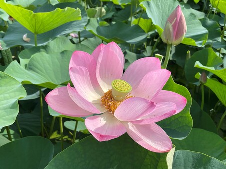 画像　「大賀蓮」