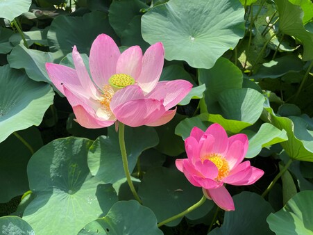 画像　「大賀蓮」