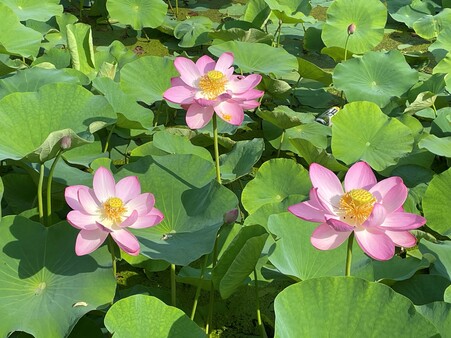 画像　「大賀蓮」