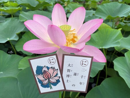 画像　大賀ハス（奥）と「武蔵府中郷土かるた」（手前）