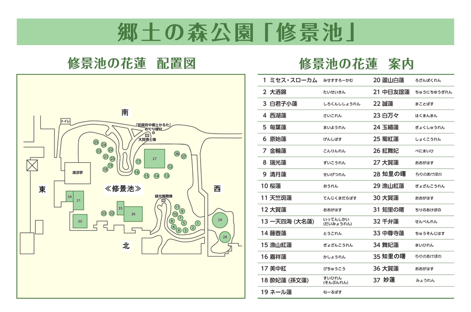 画像　修景池のハスの配置図