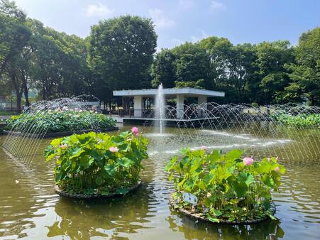 花池 郷土の森公園 修景池（ハス池） 東京都府中市ホームページ