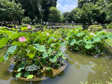 画像　修景池の西側（橋を渡り回遊できます／7月頃）
