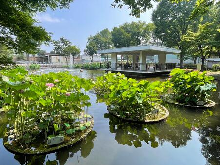 画像　修景池の東側（右奥は休憩・観望用の東屋「清涼亭」／7月頃）