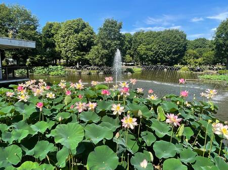 画像　ハスと噴水の風景