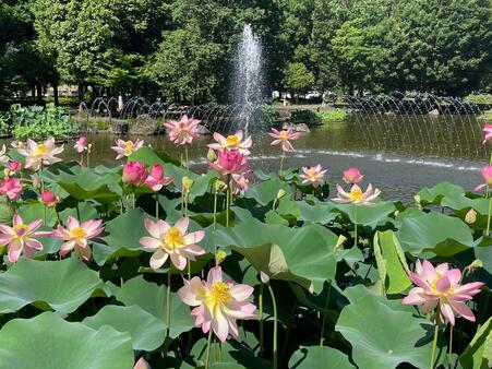 画像　咲き誇る「知里の曙」（ちりのあけぼの）