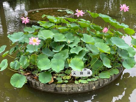 画像　池の各所に咲くハス「大賀蓮」