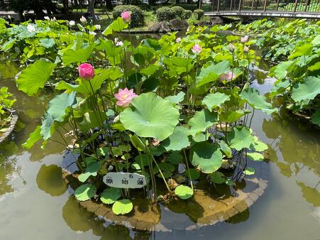 画像　池の各所に咲くハス「原始蓮」（げんしばす）