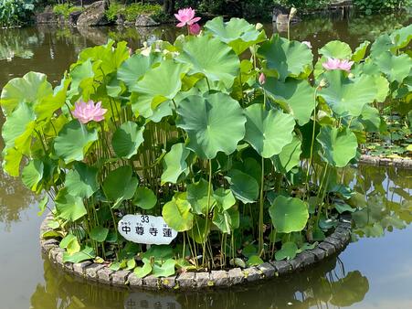 画像　池の各所に咲くハス「中尊寺蓮」（ちゅうそんじはす）