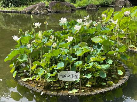 画像　池の各所に咲くハス「白君子小蓮」（しろくんししょうれん）
