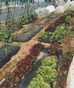 画像 ほうれん草、小松菜が育っている様子